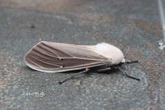 Creatonotos transiens