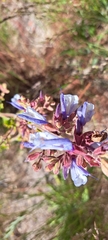 Salvia chamelaeagnea