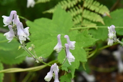 Aconitum alboviolaceum