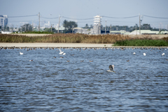 Nycticorax nycticorax nycticorax