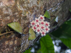 Hoya flagellata