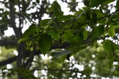 Carpinus cordata