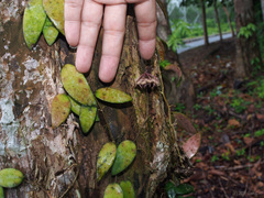 Hoya flagellata