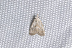 Meganola brunellus