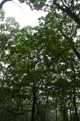 Carpinus cordata