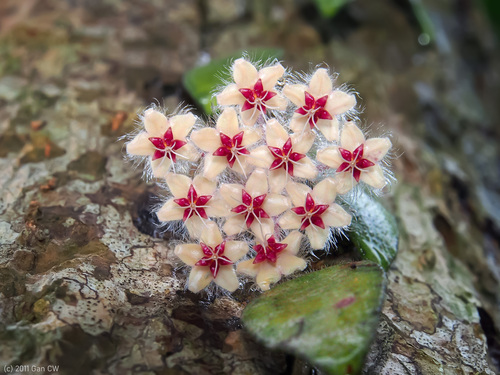 Hoya flagellata