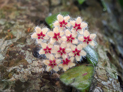Hoya flagellata