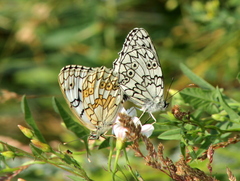 Melanargia russiae