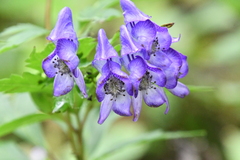 Aconitum taigicola