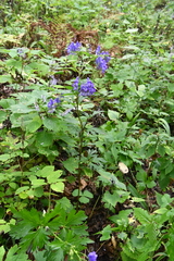 Aconitum taigicola