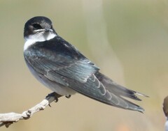 Hirundo dimidiata