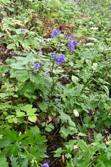 Aconitum taigicola