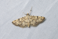 Lamprosema tampiusalis