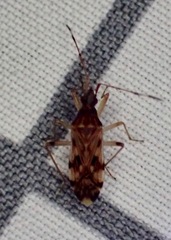 Ozophora picturata