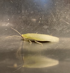 Panchlora