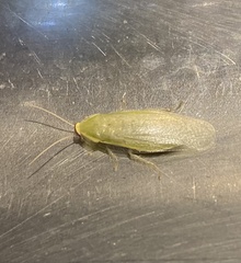 Panchlora