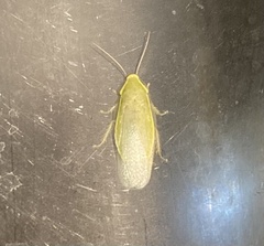 Panchlora