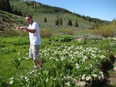 Wyethia helianthoides