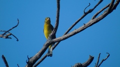 Passerina leclancherii
