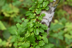 Celastrus flagellaris