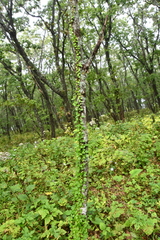 Celastrus flagellaris