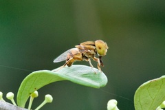Eristalinus