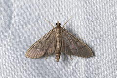 Omiodes tristrialis