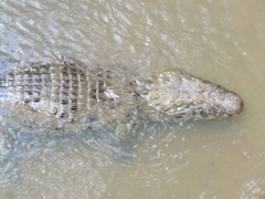 Caiman latirostris