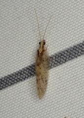 Hemerobius