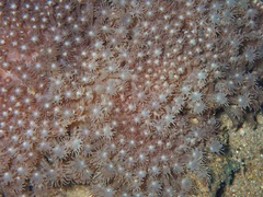 Goniopora