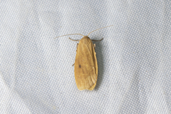 Paralithosia shaowuica