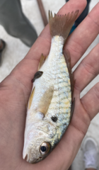 Leiostomus xanthurus