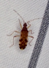 Ozophora picturata
