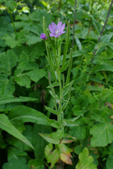 Epilobium alpestre