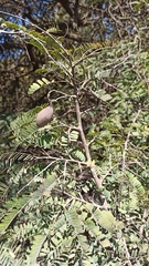 Tamarindus indica