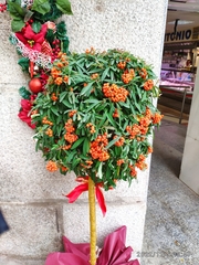 Pyracantha coccinea