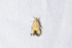 Meleonoma rostellata