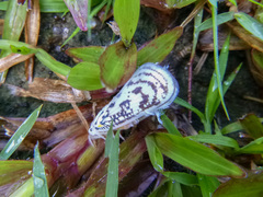 Copsyrna maculata