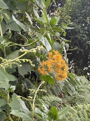 Gynura