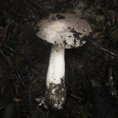 Lactarius argillaceifolius