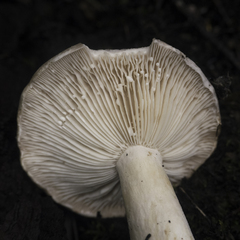 Lactarius argillaceifolius