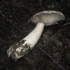 Lactarius argillaceifolius
