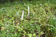 Actaea simplex