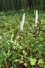 Actaea simplex