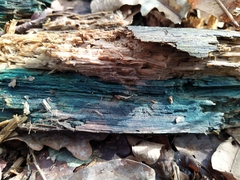 Chlorociboria aeruginosa