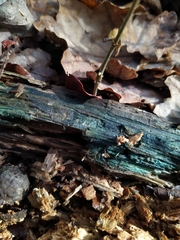 Chlorociboria aeruginosa