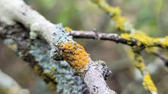 Polycauliona polycarpa