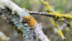 Polycauliona polycarpa