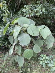 Dendrocnide excelsa