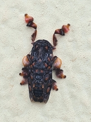 Phobetron hipparchia